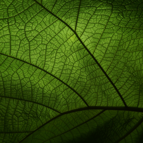 green-leaf
