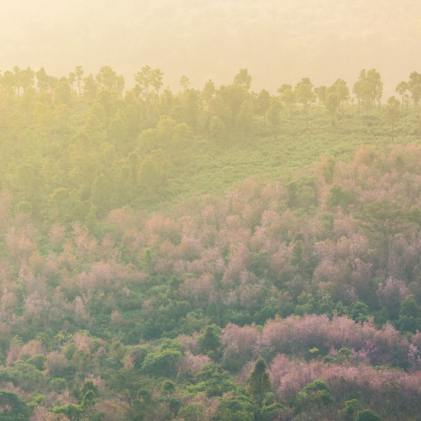 pink-green-forest