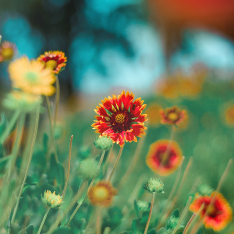 red-and-yellow-flowers