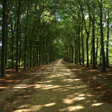 road-surrounded-by-trees