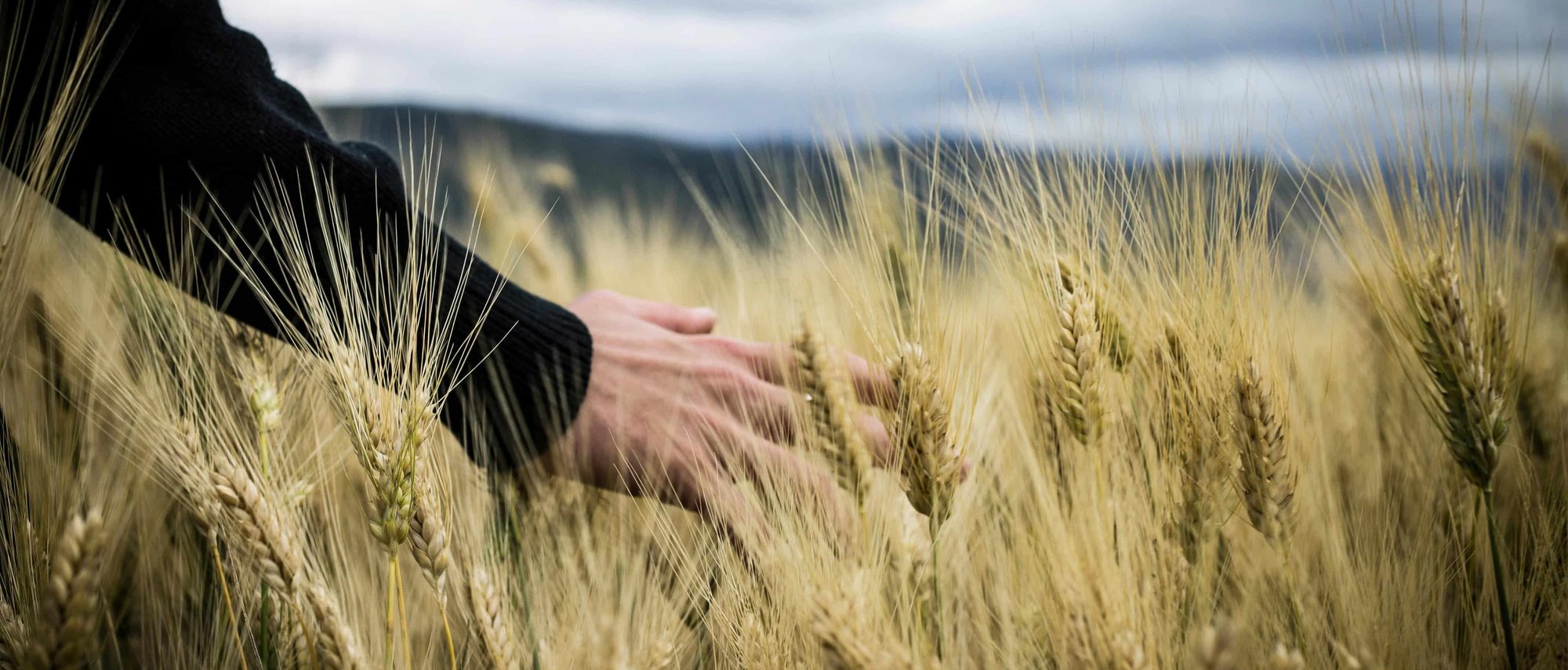 hand som rör vete_banner