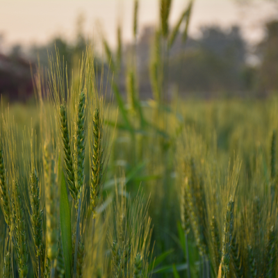 crops-on-field-1