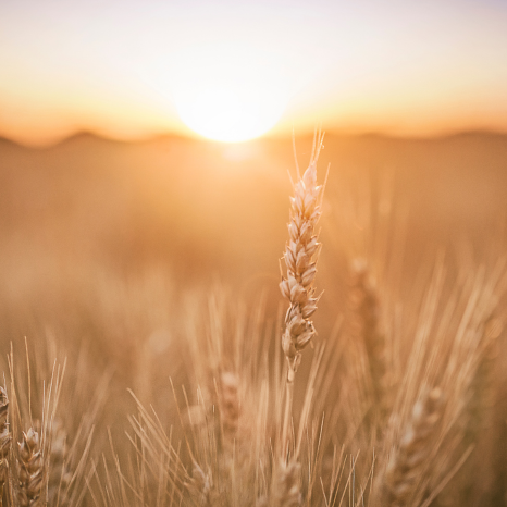 crops-on-field-with-sun