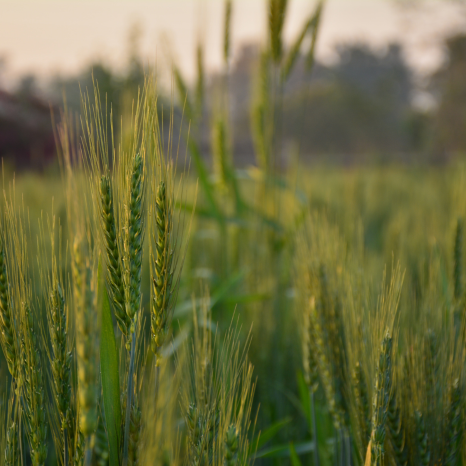 crops-on-field