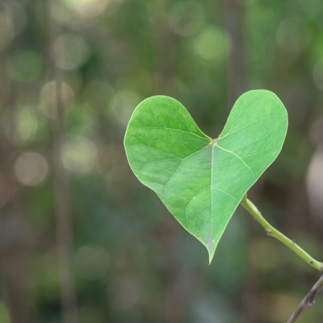 heart-leaf