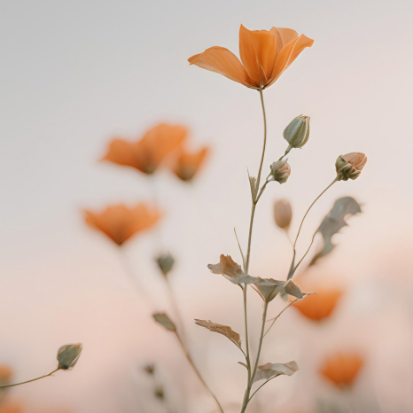 orange-flowers