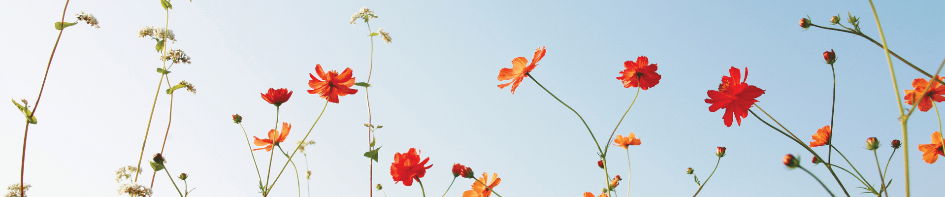flowers-in-sky flowers-in-sky